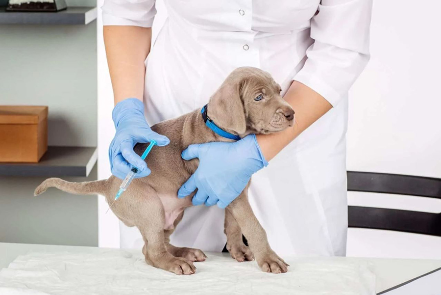 What You Ought to Know About Core & Non-core Vaccines for Dogs