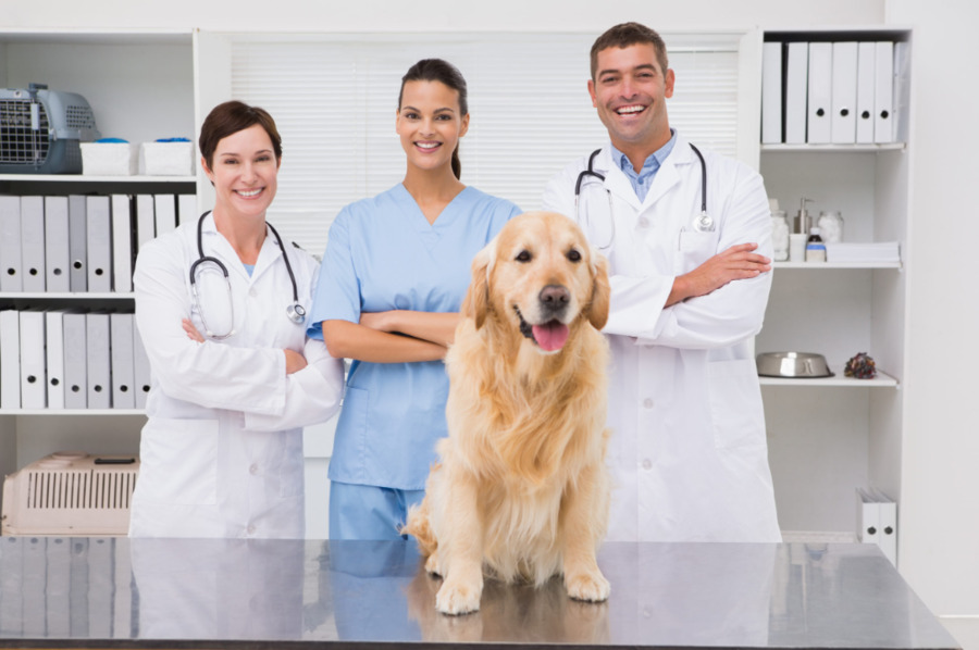 Revolutionizing Veterinary Medicine: The Impact of Karl Storz Endoscopy